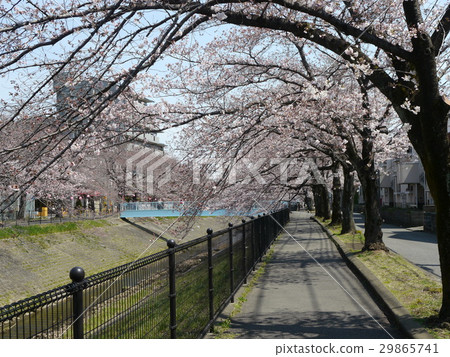 Tama City Ogada River(Okada Kakeri Fureai Plaza附近)的櫻花 Tama City Ogada River(Okada Kakeri Fureai Plaza附近)的櫻花 29865741