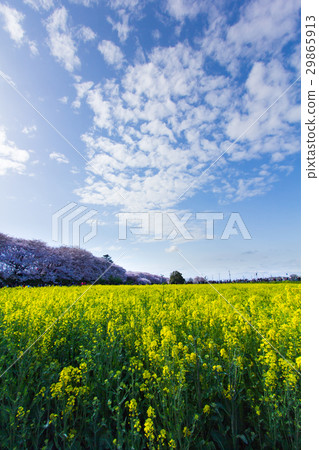 April 7, 2017 Saitama ken Sotohi Hideno Park April 7, 2017 Saitama ken Sotohi Hideno Park 29865913