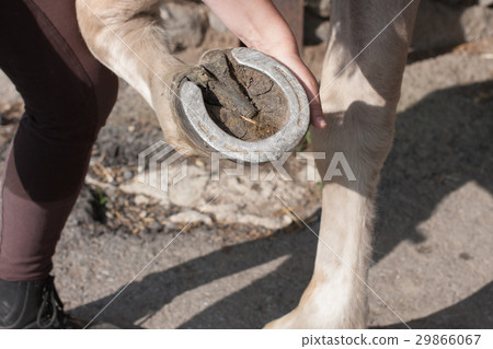 Young woman cleaning horse hoof by hook Young woman cleaning horse hoof by hook 29866067