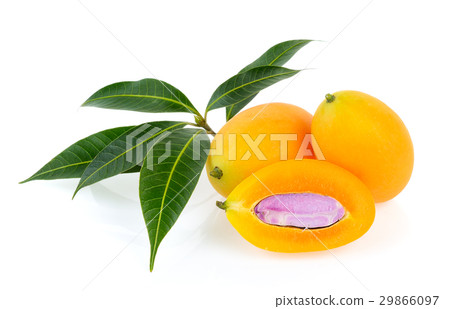 marian plum or plango on white background marian plum or plango on white background 29866097