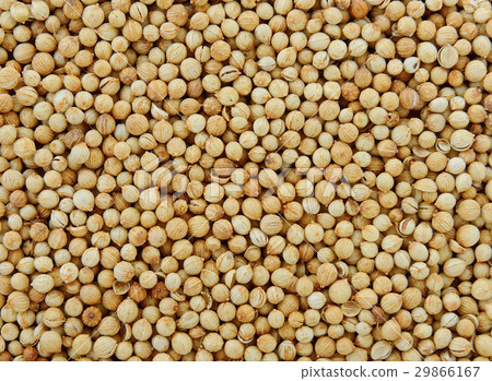 Coriander seeds 29866167