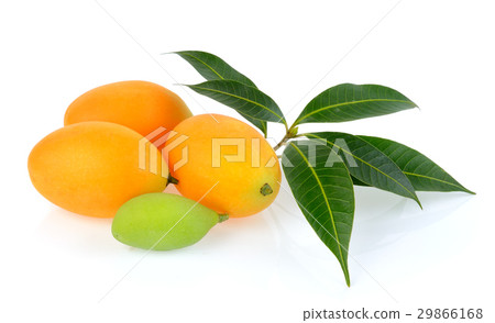 marian plum or plango on white background 29866168
