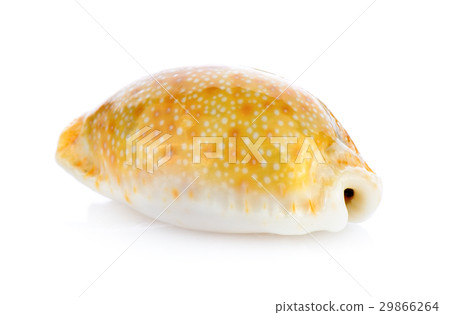 sea shell isolated on white background sea shell isolated on white background 29866264