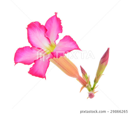 Azalea flowers isolated on white background Azalea flowers isolated on white background 29866265