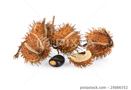 Castor on white background 29866352