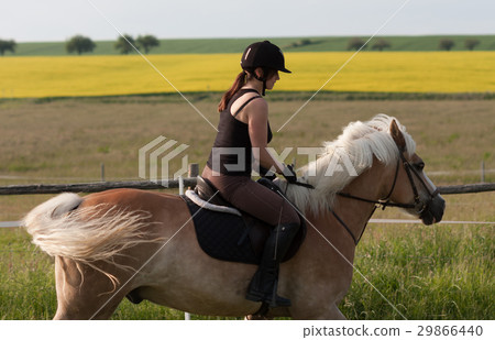 A young woman riding a horse Haflinger A young woman riding a horse Haflinger 29866440