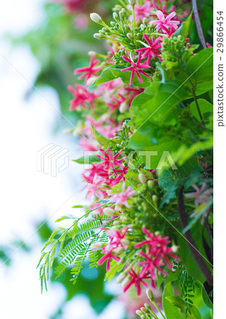 Pink flowers blossom, Quisqualis Indica Pink flowers blossom, Quisqualis Indica 29866454