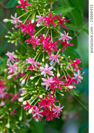 Pink flowers blossom, Quisqualis Indica Pink flowers blossom, Quisqualis Indica 29866455