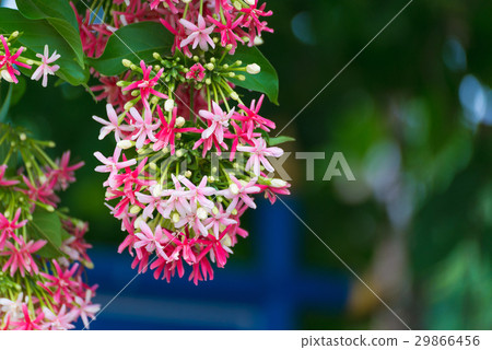 Pink flowers blossom, Quisqualis Indica 29866456