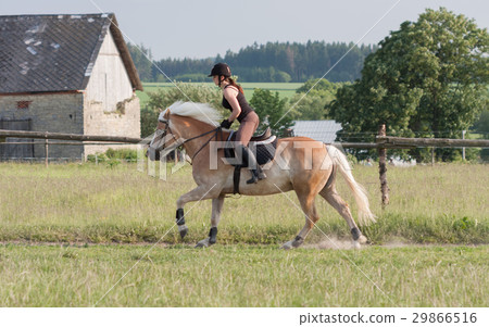 A young woman riding a horse Haflinger A young woman riding a horse Haflinger 29866516