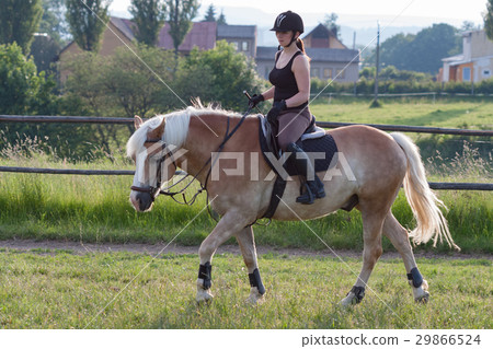 A young woman riding a horse Haflinger 29866524