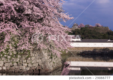 Shiga · National Treasures Cherry blossoms at Hikone Castle 29866777
