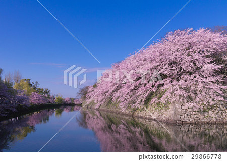 Shiga · National Treasures Cherry blossoms at Hikone Castle Shiga · National Treasures Cherry blossoms at Hikone Castle 29866778