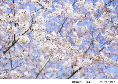 櫻花盛開 櫻花盛開 29867467