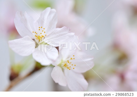Cherry Blossom	 29868523