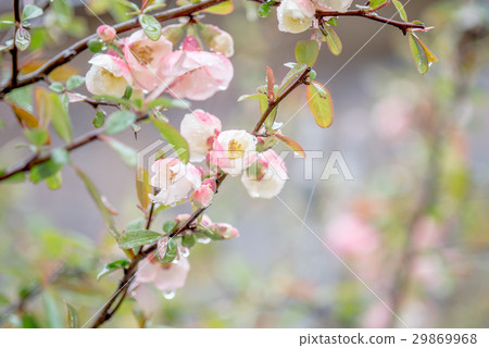 春天的花朵 春天的花朵 29869968