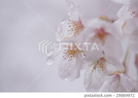 Cherry blossoms on rainy day Cherry blossoms on rainy day 29869972