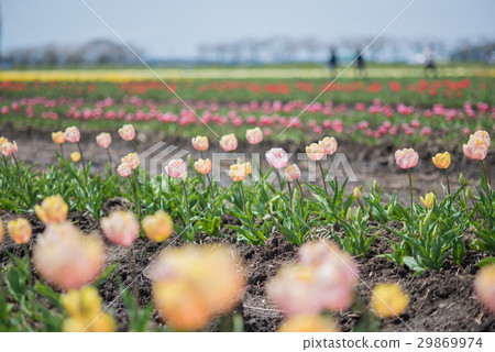 Tulip field Tulip field 29869974