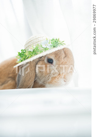 Straw rabbit 29869977