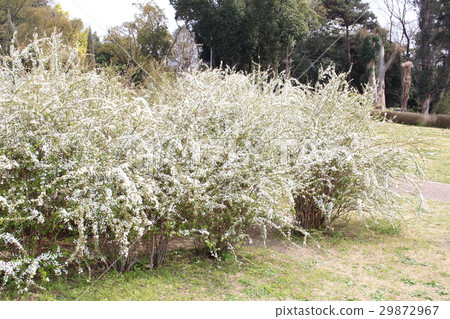 Spring plant Yukiyanagi 29872967