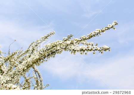 Spring plant Yukiyanagi 29872968