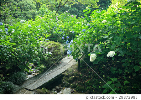 Hydrangea Yadaji Nara prefecture 29872983