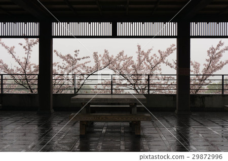 Desk and cherry blossoms 29872996