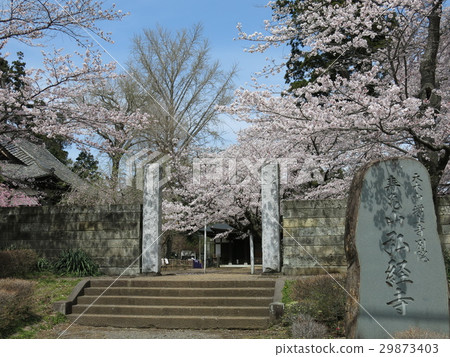Kokoroji in Joso City where cherry blossoms bloom 29873403