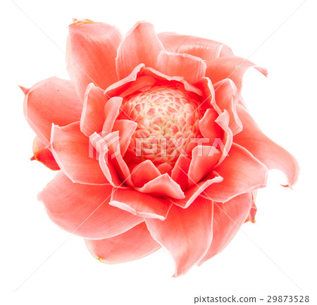 closeup pink torch ginger flower etlingera elatior 29873528