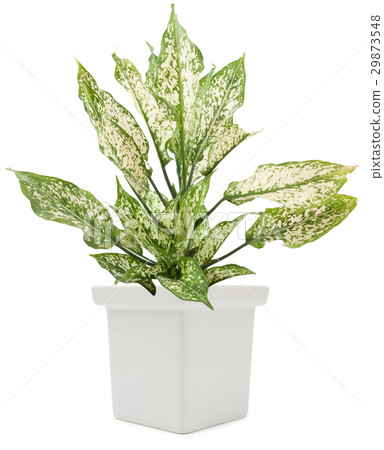 dieffenbachie lat dieffenbachia green plant dieffenbachie lat dieffenbachia green plant 29873548