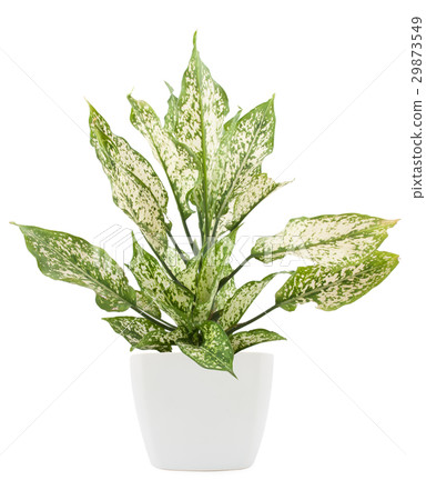 dieffenbachie lat dieffenbachia green plant  29873549