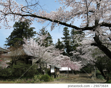 Chinkoji Temple in Joso City where cherry blossoms bloom (near the entrance to the precincts) Chinkoji Temple in Joso City where cherry blossoms bloom (near the entrance to the precincts) 29873684