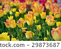 Yellow tulip 29873687