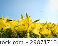 Yellow lily flowers 29873713