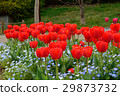 Red tulip 29873732