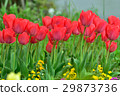 Red tulip 29873736