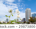 White roses and office buildings 29873800