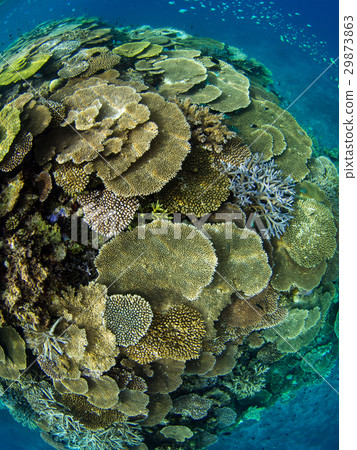 Coral Reef Coral Reef 29873863