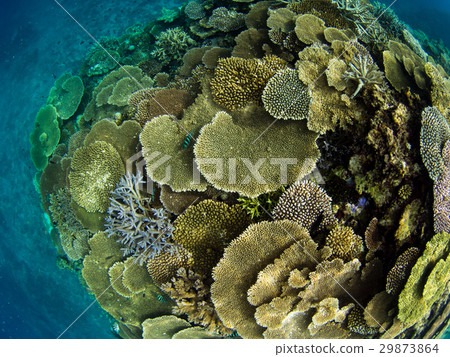 Coral Reef Coral Reef 29873864