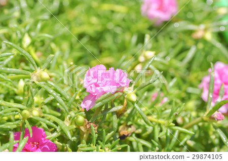 Common Purslane Verdolaga or Pusley flower 29874105
