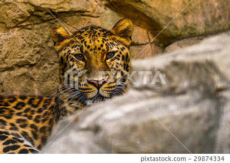Amur leopard 29874334