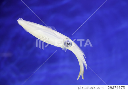 游泳淡水魚 29874675