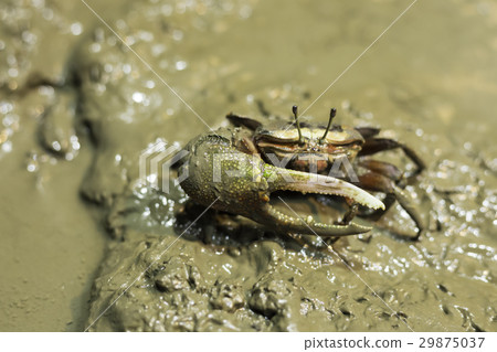 招潮蟹 29875037