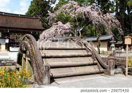 Taga Taisha盛開的櫻花 29875430