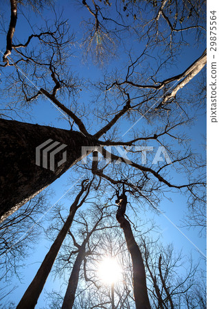 Baobab trees in Ankarana, Madagascar wilderness 29875564