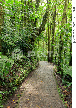 Stone path in rainforest Monteverde Costa Rica 29876018