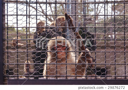 Monkey garden 29876272