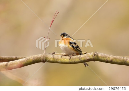 [野鳥] Atori留在樹枝上 29876453