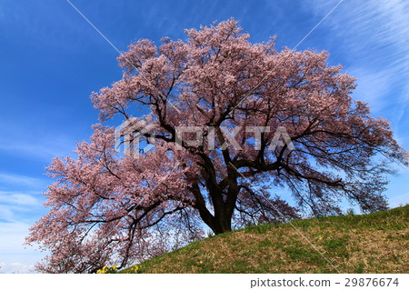 櫻花和藍天 29876674