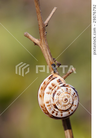 Closeup of the nature of Israel 29876792